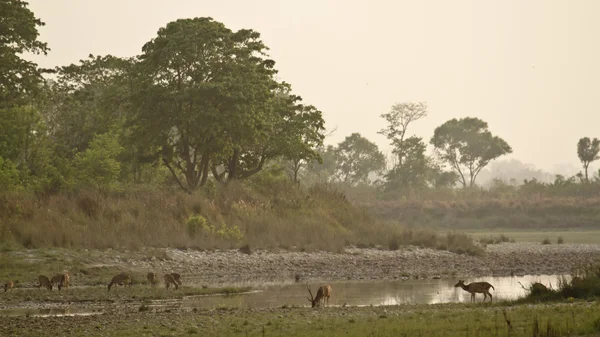 Spotted deer in nepali river landscape — Stock Photo, Image