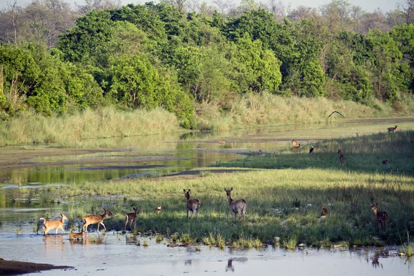 Paisaje fluvial salvaje en Bardia, Nepal — Foto de Stock