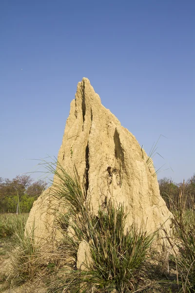 Termite montada em Bardia, Nepal — Fotografia de Stock