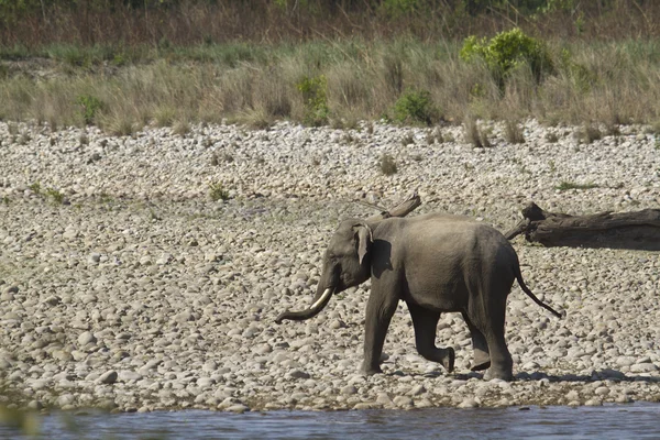 Elefante asiático salvaje en Bardia, Nepal —  Fotos de Stock