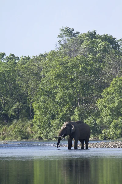 Elefante asiático salvaje en Bardia, Nepal —  Fotos de Stock