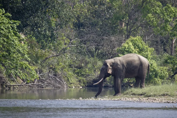 Selvaggio elefante asiatico in Bardia, Nepal — Foto Stock