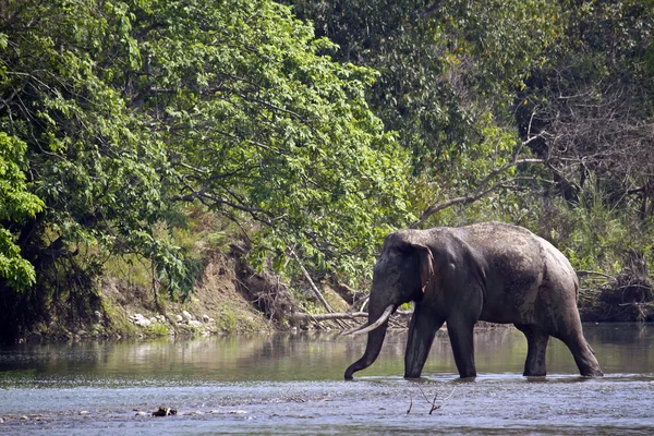 Elefante asiático salvaje en Bardia, Nepal —  Fotos de Stock