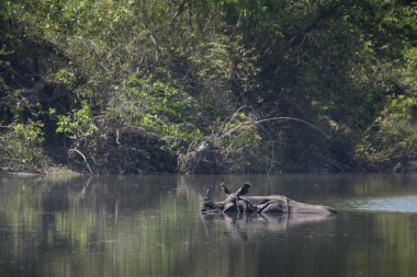 Bardia, Nepal Hindistan gergedan