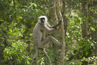 Bardia, Nepal Hanuman Langur