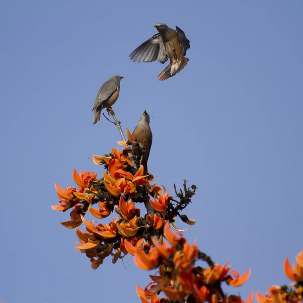 Kaštan sledoval starling pták v plameni lesních květin v Jiří, Nepál — Stock fotografie