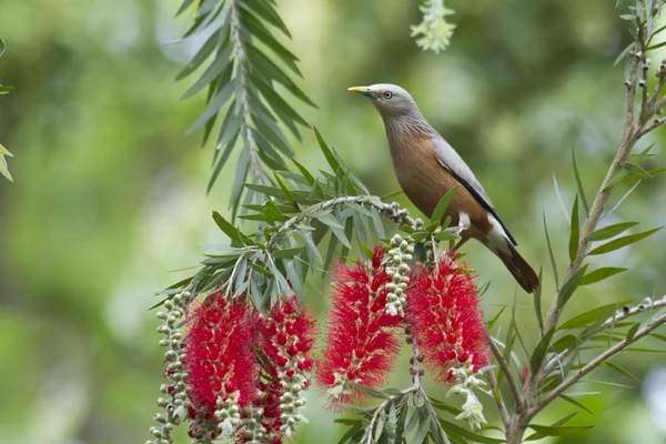 Kastanje-tailed spreeuwen Bardia, Nepal — Stockfoto