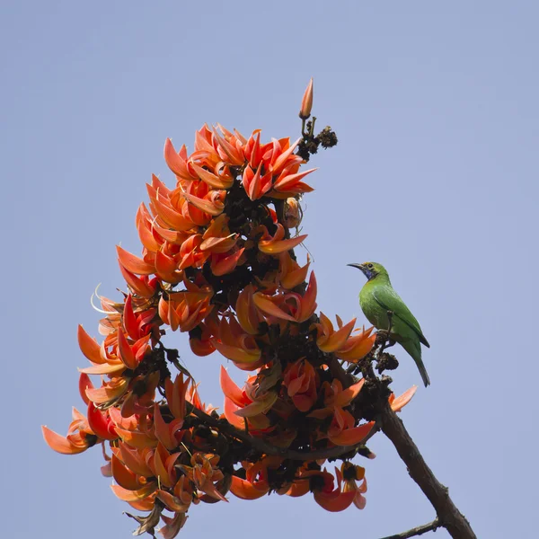 Oiseau-feuille au front doré en flamme des fleurs de la forêt — Photo