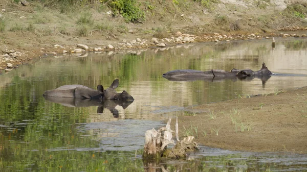 Indian rhinoceros in Bardia, Nepal — Stock Photo, Image