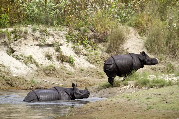 Indian rhinoceros in Bardia, Nepal — Stock Photo, Image