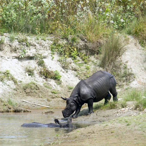 Rinoceronte indiano em Bardia, Nepal — Fotografia de Stock