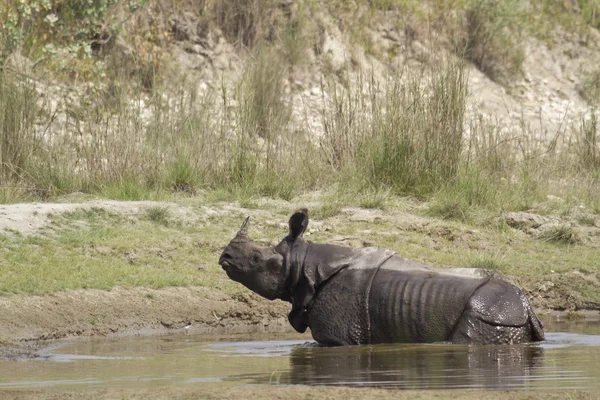 Rinoceronte indiano em Bardia, Nepal — Fotografia de Stock