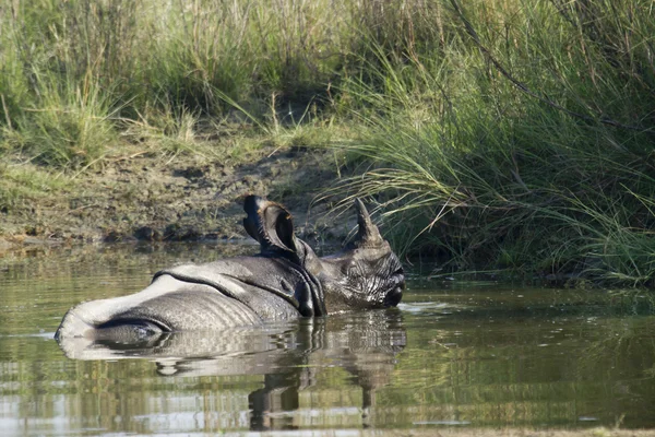 Indische neushoorns in Bardia, Nepal — Stockfoto