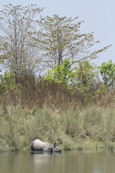 Indian rhinoceros in Bardia, Nepal — Stock Photo, Image