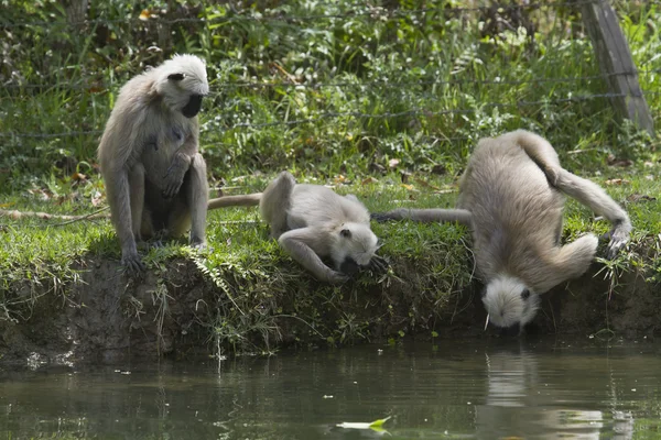 Hanuman Langur bebiendo en Bardia, Nepal —  Fotos de Stock