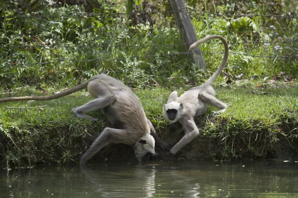 Hanuman Langur bea în Bardia, Nepal — Fotografie, imagine de stoc