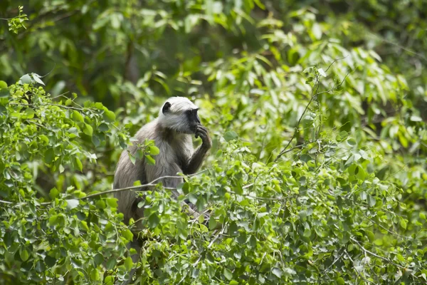 Hanuman Langur σε βάρδια, Νεπάλ — Φωτογραφία Αρχείου