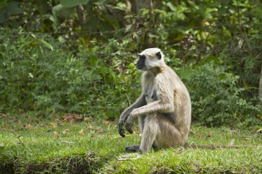 Bardia, Nepal Hanuman Langur