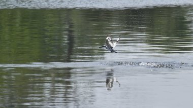 Bardia, Nepal alaca yalıçapkını