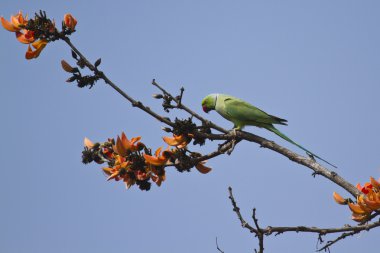 Rose halkalı muhabbet alev Bardia, Nepal Orman ağacı