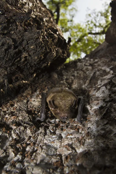 Mindre Asiatic gula bat i Gabbe, Nepal — Stockfoto