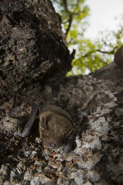 Petite chauve-souris jaune asiatique à Bardia, Népal — Photo