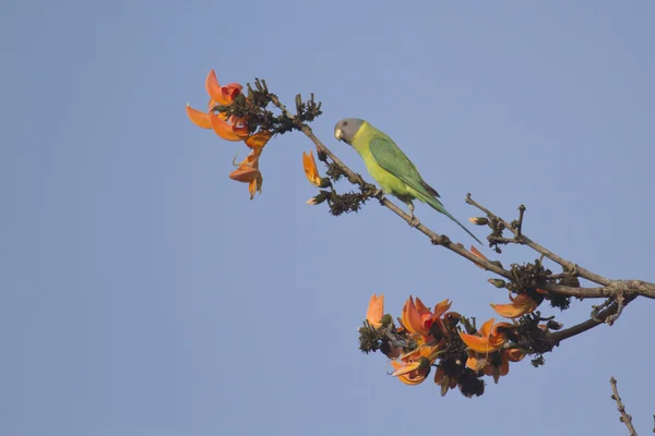 Сливоголовый попугай в Бардии, Непал — стоковое фото
