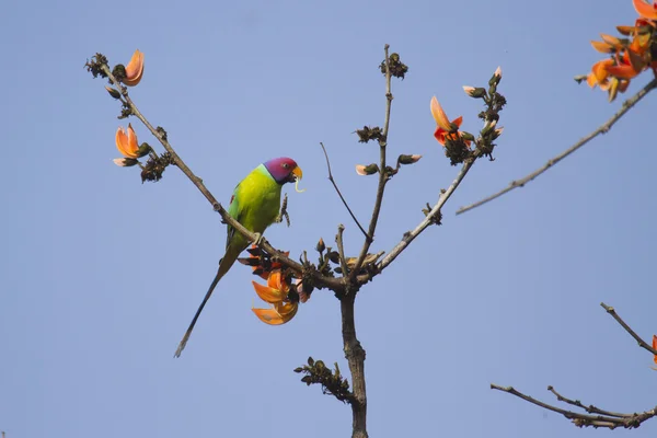 Parakeet cabeça de ameixa em Bardia, Nepal — Fotografia de Stock