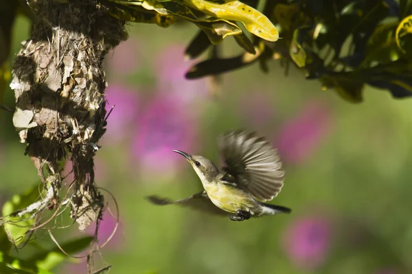 Purple sunbird nesting in Bardia, Nepal — Stock Photo, Image