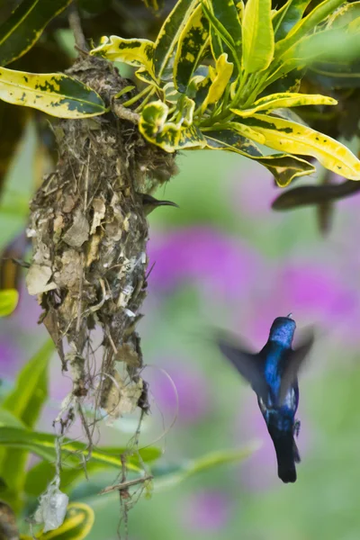 Purple sunbird nesting in Bardia, Nepal — Stock Photo, Image