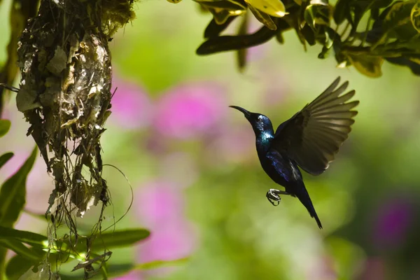 Purple sunbird nesting in Bardia, Nepal — Stock Photo, Image