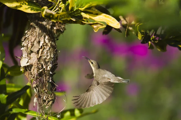 Purple sunbird nesting in Bardia, Nepal — Stock Photo, Image