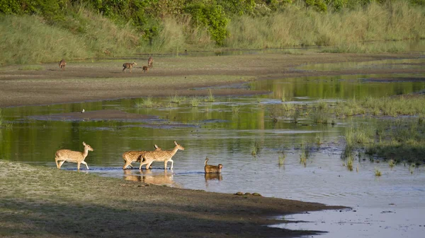 Venado manchado y rhesus macaque cruzando río en Bardia, Nepal —  Fotos de Stock