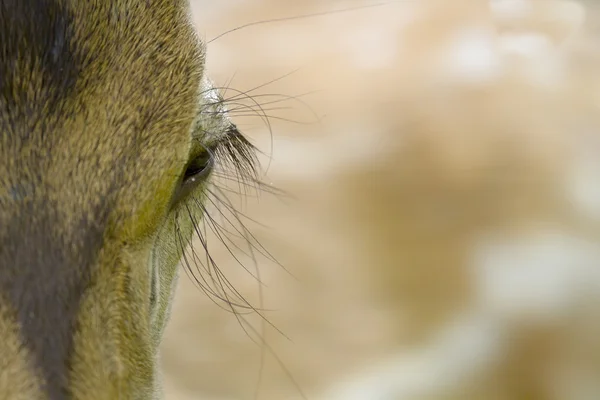 Detail van gevlekte herten oog in Bardia, Nepal — Stockfoto