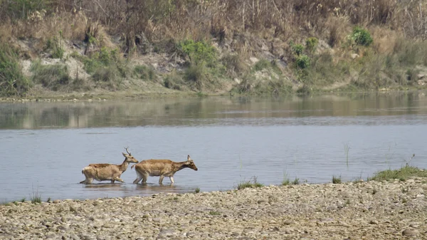 Ciervo de pantano cruzando río en Bardia, Nepal —  Fotos de Stock