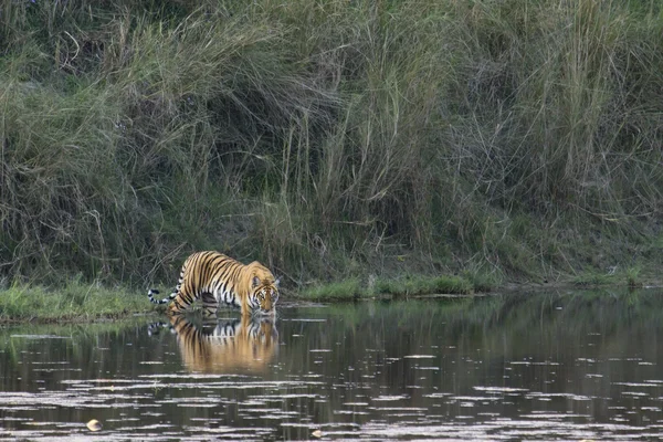 Bengal tiger in Bardia, Nepal — Stock Photo, Image
