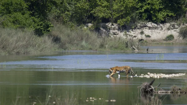 Tigre de Bengala en Bardia, Nepal —  Fotos de Stock
