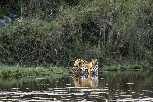 Tigre de bengala em Bardia, Nepal — Fotografia de Stock