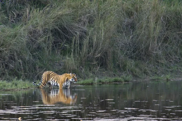 Tigre del Bengala a Bardia, Nepal — Foto Stock