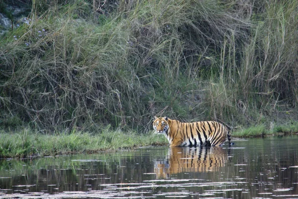 Tygrys Bengalski w Bardia, Nepal — Zdjęcie stockowe