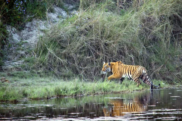 Bengalisk tiger i Gabbe, Nepal — Stockfoto