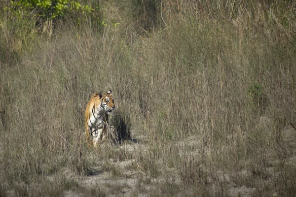 Tygrys Bengalski w Bardia, Nepal — Zdjęcie stockowe