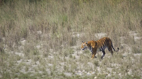 Tygrys Bengalski w Bardia, Nepal — Zdjęcie stockowe