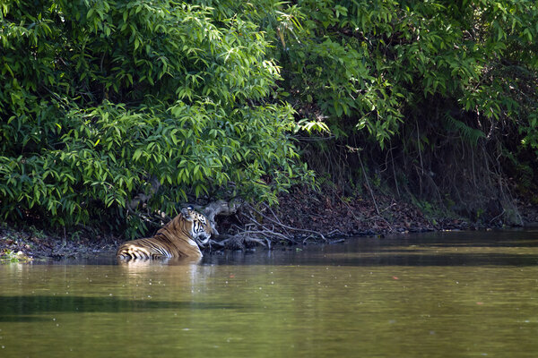 Bengal tiger in Bardia, Nepal