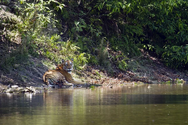 Tygrys Bengalski w Bardia, Nepal — Zdjęcie stockowe