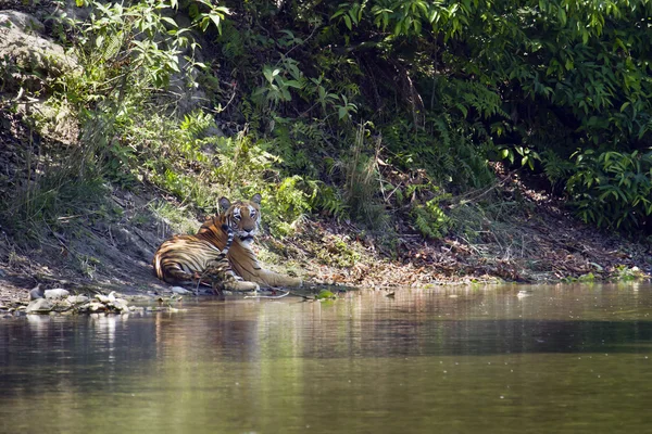 Tigre de Bengala en Bardia, Nepal —  Fotos de Stock