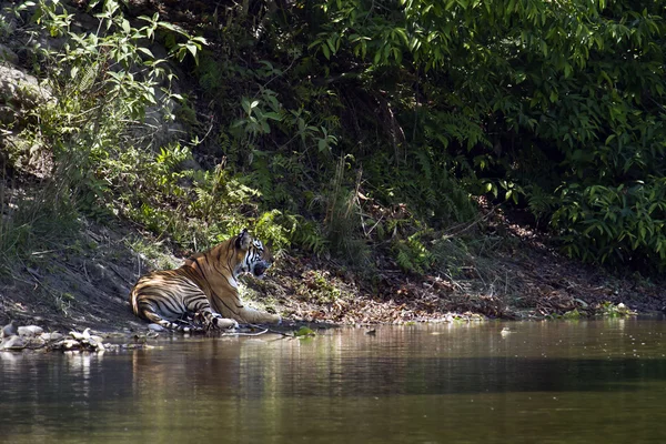 Бенгальский тигр в Бардии — стоковое фото