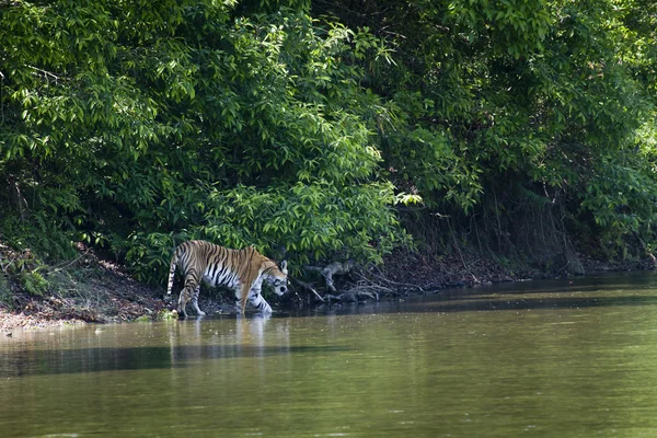 Tygrys Bengalski w Bardia, Nepal — Zdjęcie stockowe