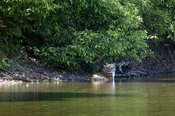 Tigre de Bengala en Bardia, Nepal —  Fotos de Stock