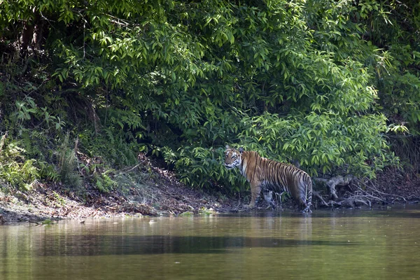 Бенгальский тигр в Бардии — стоковое фото